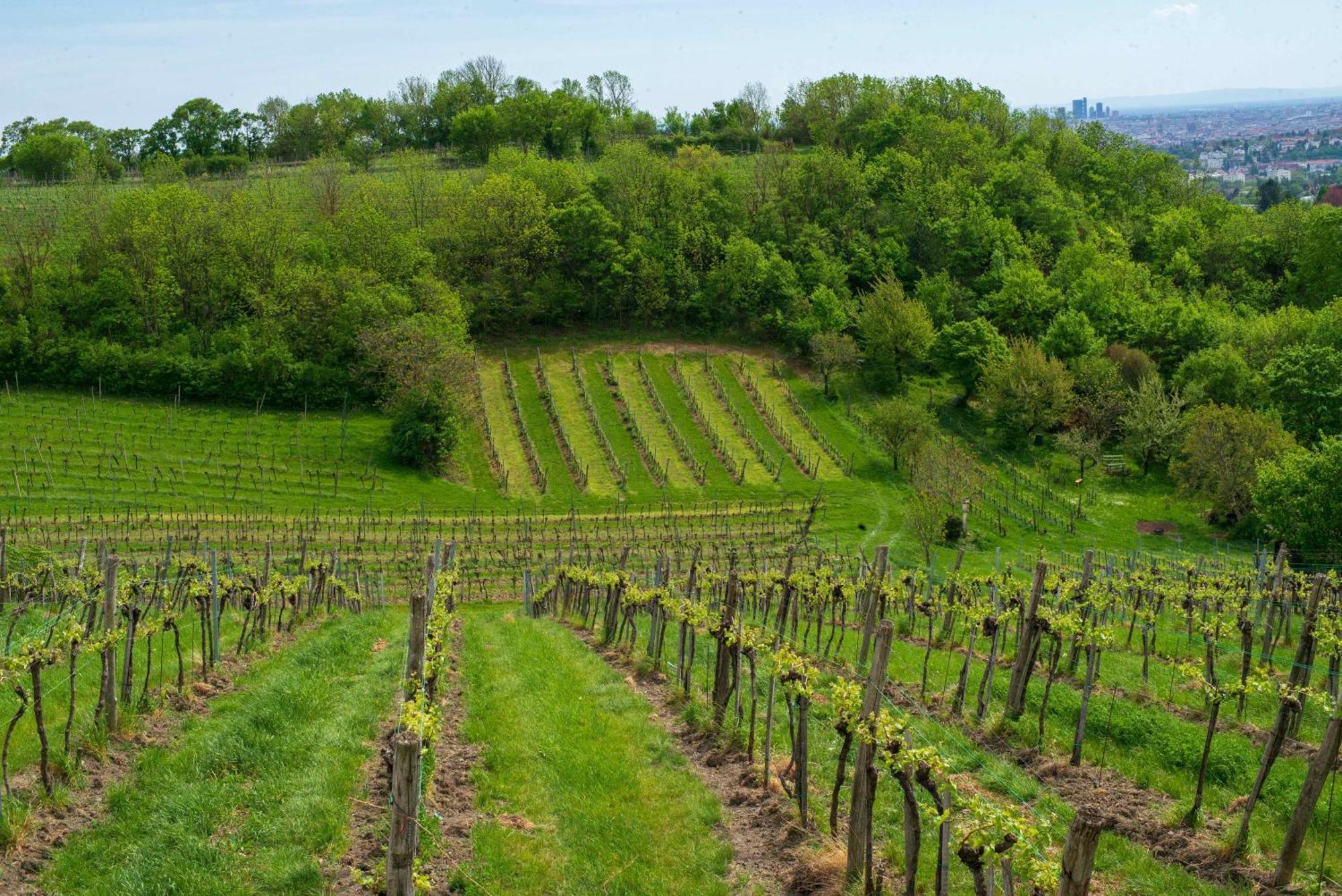 Herrlicher Ausblick Ueber Wien 外观 照片